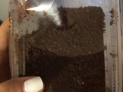 巧克力布朗尼-爱德顺糕点食屋(利民道店)