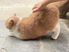 -伟伟宠物医院·CT影像中心·瑞派犬猫综合性门诊(汉口总院)