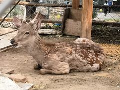 -静之湖湖畔餐厅