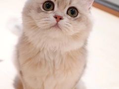 -momokira米努特·德文卷毛猫·棉花面纱犬