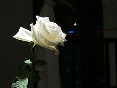-岛风·台食小馆 ISLAND BISTRO(烟台山店)
