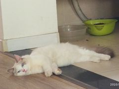-艾贝尔宠物医院·狂犬免疫点(江山金象城店)