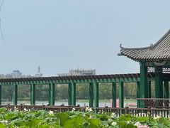 -莲花池公园