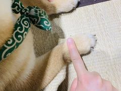 -逗柴咖啡屋·狗咖猫咖宠物桌游