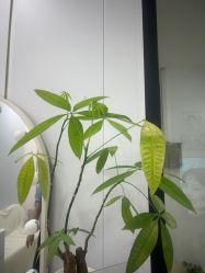 -美兮美学·日式艺术美甲美睫