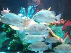 -太平洋海底世界