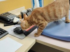 -美联众合动物医院(·中兽医·疑难杂症·严家桥分院)