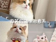 -Bastet sally猫舍购宠(静安店)