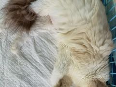 -艾吉宠物医院·疑难杂症转诊中心·猫友好(碧江路院)