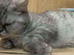 -屋虎猫馆(宝安大仟里店)