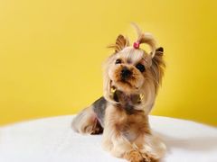 -Oh My Dog宠物沙龙(伊珊娜皮毛护理店)