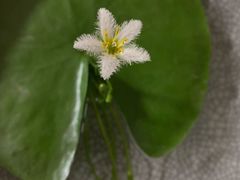 -中环花鸟鱼虫市场