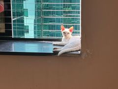 -楼上猫咖(罗湖店)
