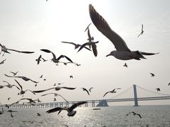 -星海湾跨海大桥
