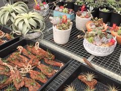 -龙大花卉苗木市场