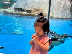 -帝企鹅自助餐厅•儿童岛•真企鹅(长隆企鹅酒店)