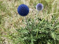 -敕勒川草原文化旅游区