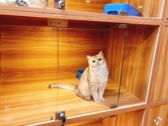 -猫十亿·布偶金渐层·曼基康矮脚猫舍(青年路店)