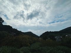 -龙井村