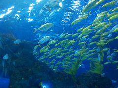 -芜湖新华联大白鲸海洋公园