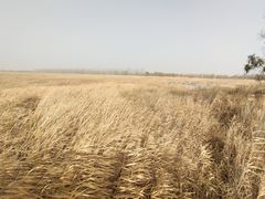 -野鸭湖国家湿地公园