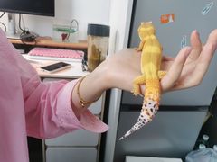 -酷以爬仙阁实体爬宠店·守宫·蜥蜴·专业繁育