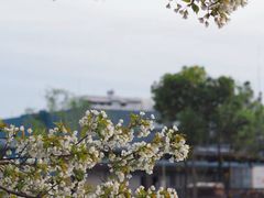 -高东镇樱花园