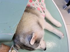 -怪兽屋·羊驼·猫咖·狗咖(俊华广场店)
