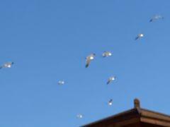 -海驴岛(荣成市)