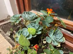 -四姑娘山阿巴郎·藏式花园餐厅