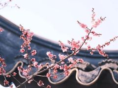 -香雪海