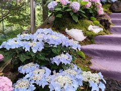 -上海滨江森林公园