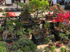 -中环花鸟鱼虫市场