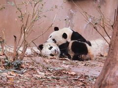 -成都大熊猫繁育研究基地
