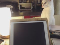 -沐沐家宠物(成寿寺店)