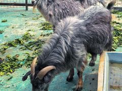 -明珠湖天鹅苑·农家菜馆