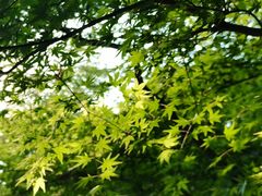 -湖畔居茶楼(湖滨店)