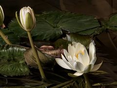 -云溪植物园