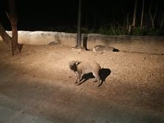-清迈夜间动物园