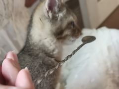 -楼上猫咖(罗湖店)