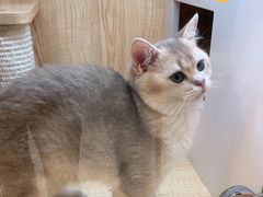 -山宅一喵德文卷毛猫舍