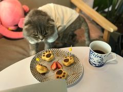 -喵屿·大理花园猫咖