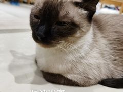 -藏猫猫咖啡主题馆(中央大道店)