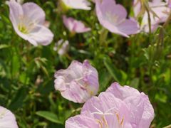 -洋湖国家湿地公园