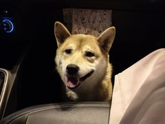 -波姐宠物家庭寄养