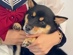 -南京Hallo宠物乐园·哈罗犬舍·柴犬繁育基地