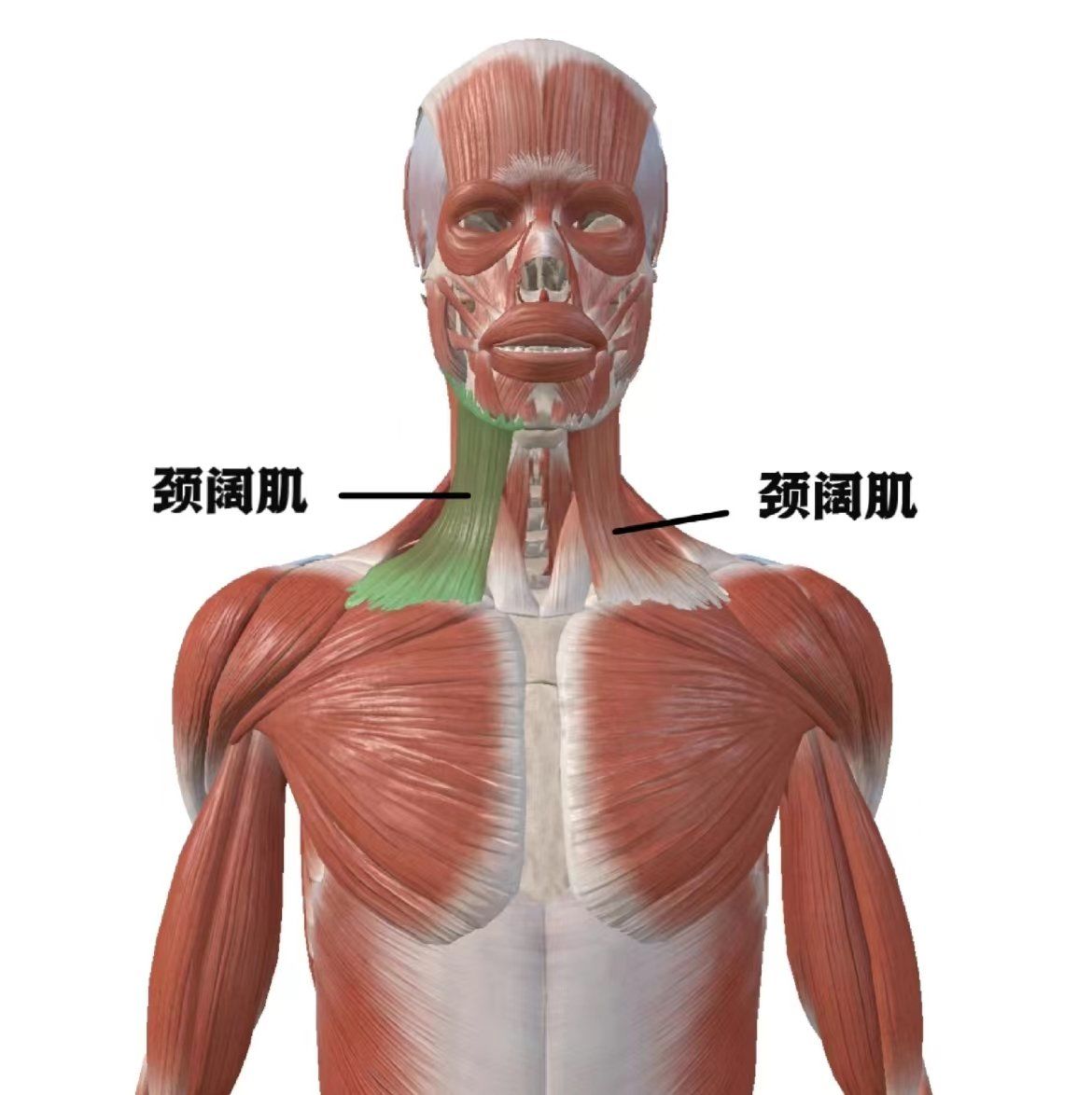 筋膜内,属于皮肌,薄而宽阔,起自浅筋膜附着于皮肤和覆盖在上面的肌肉