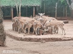 -海南热带野生动植物园