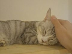 -万小咖.猫咖(中山路天虹店)