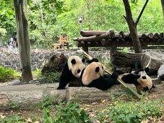 -都江堰中华大熊猫苑